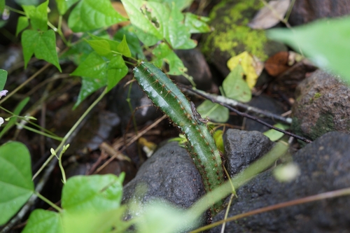 Peniocereus castellae