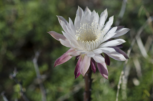 Peniocereus greggii (Sweet potato cactus) — photo
