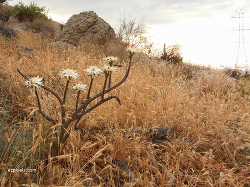 Peniocereus greggii (Sweet potato cactus) — photo