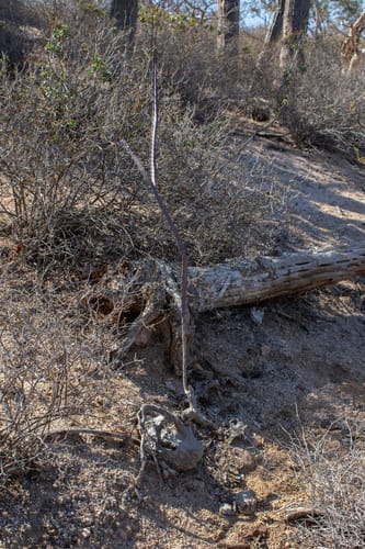 Peniocereus johnstonii (Matraca) — photo