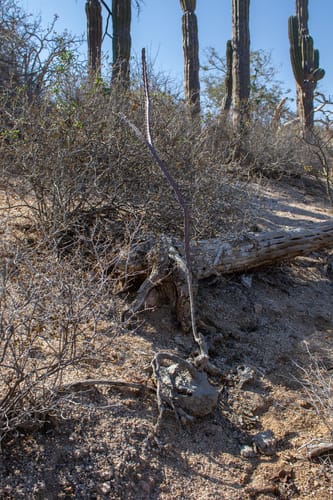Peniocereus johnstonii (Matraca) — photo