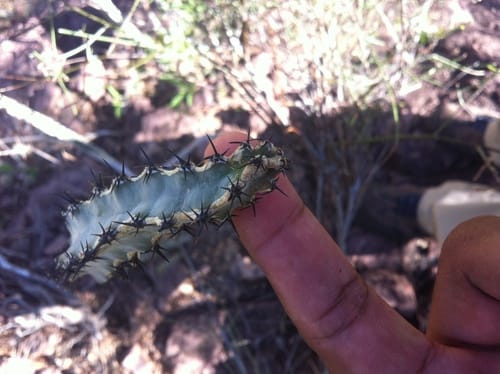 Peniocereus marianus — photo