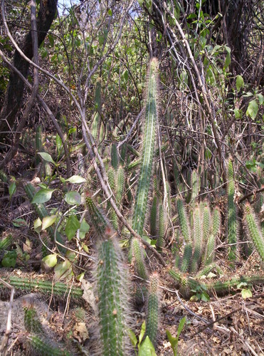 Peniocereus serpentinus (Mexican night-blooming cereus) — photo