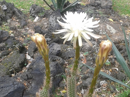 Peniocereus serpentinus (Mexican night-blooming cereus) — photo