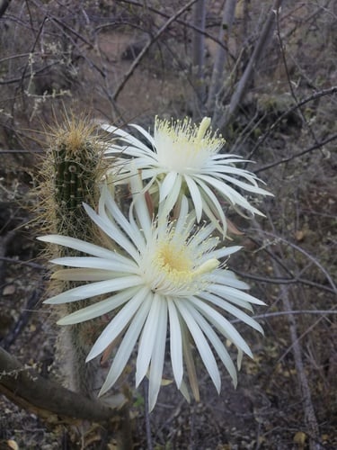 Peniocereus serpentinus