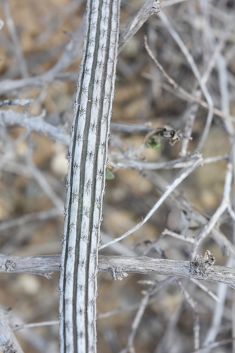 Peniocereus striatus (Gearstem cactus) — photo