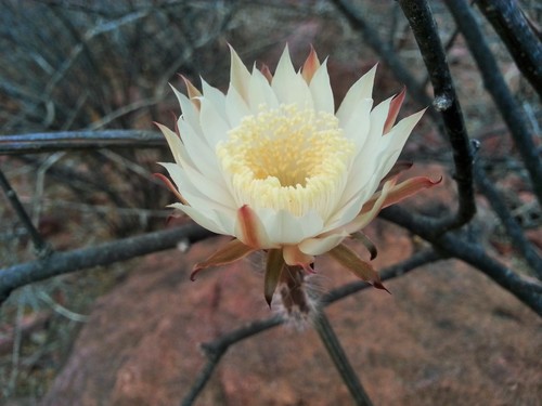 Peniocereus striatus