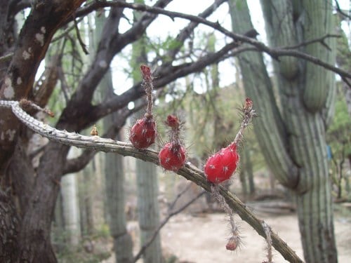 Peniocereus viperinus — photo