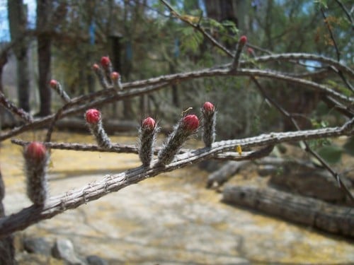 Peniocereus viperinus — photo
