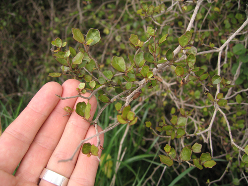 Pennantia corymbosa (Kaikomako) — photo