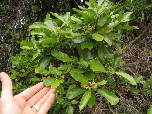 Pennantia corymbosa (Kaikomako) — photo