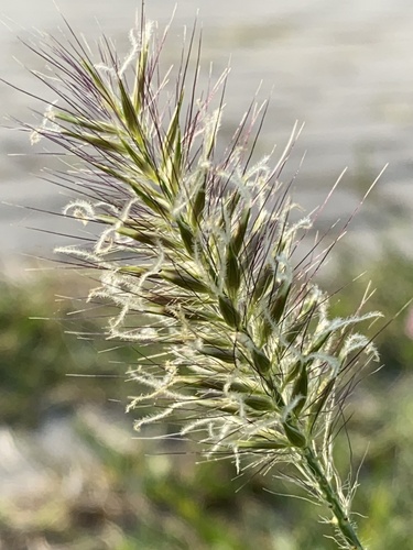 Pennisetum alopecuroides (Chinese fountain grass) — photo