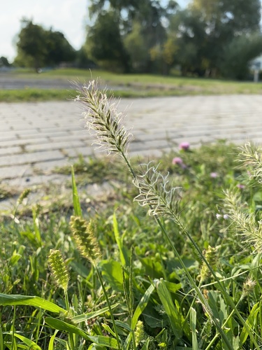 Pennisetum alopecuroides (Chinese fountain grass) — photo