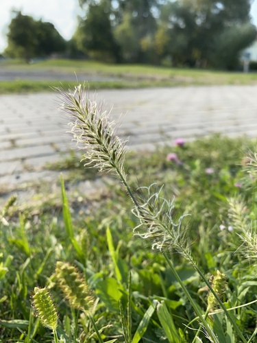 Pennisetum alopecuroides