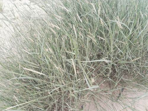 Pennisetum divisum (Bristle grass) — photo