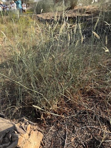 Pennisetum divisum (Bristle grass) — photo