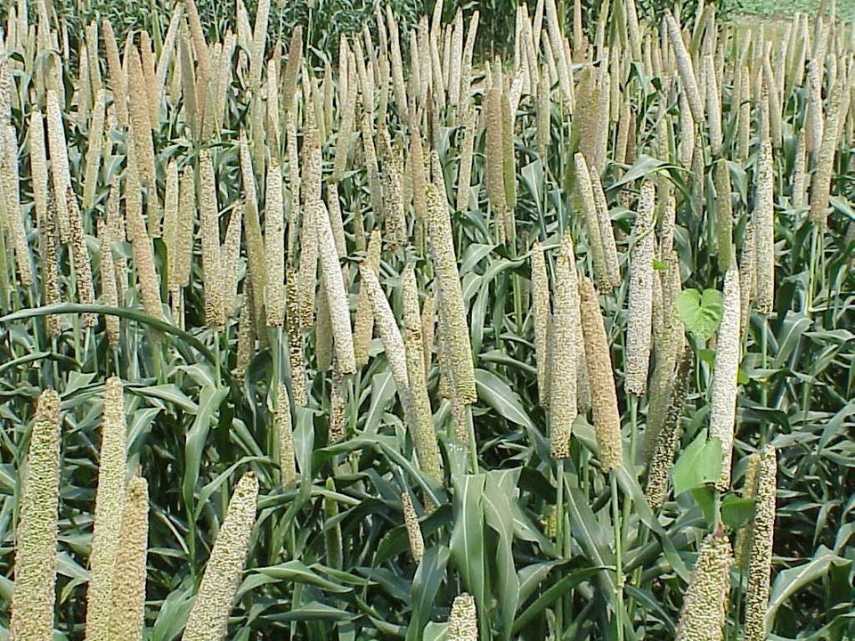 Pennisetum gibbosum — photo