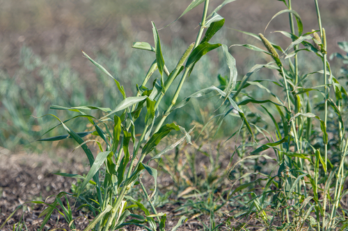 Pennisetum glaucum (Bullrush millet) — photo