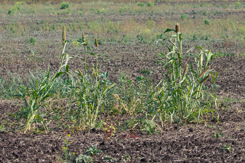 Pennisetum glaucum