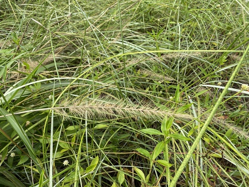Pennisetum macrostachyum (Pennisetum purple fountain) — photo