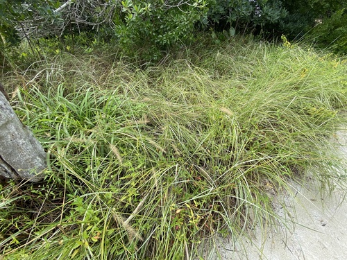 Pennisetum macrostachyum (Pennisetum purple fountain) — photo