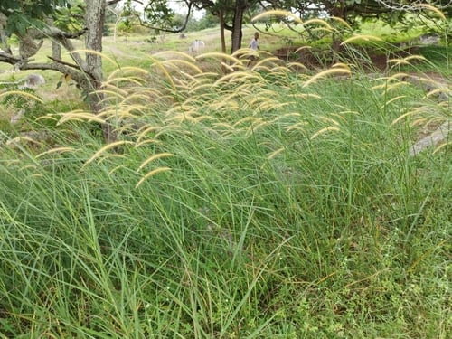 Pennisetum polystachion — photo
