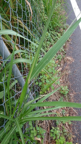 Pennisetum purpureum (Elephant grass) — photo