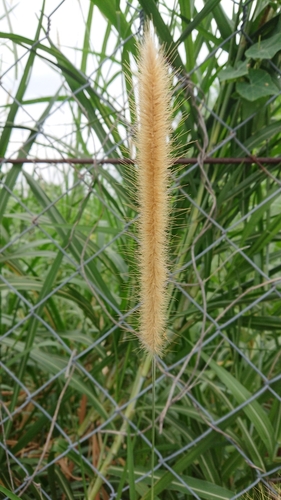 Pennisetum purpureum