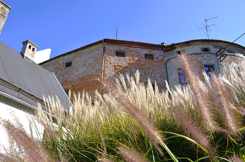 Pennisetum sieberianum — photo