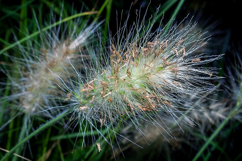 Pennisetum sieberianum