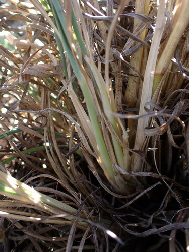 Pennisetum sphacelatum (Sindedo) — photo