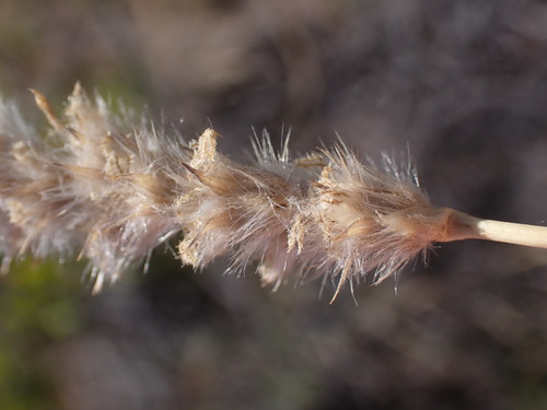 Pennisetum sphacelatum (Sindedo) — photo