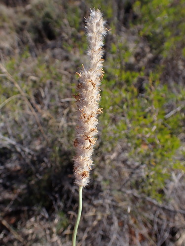 Pennisetum sphacelatum