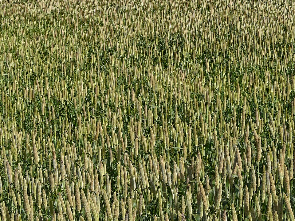 Pennisetum spicatum