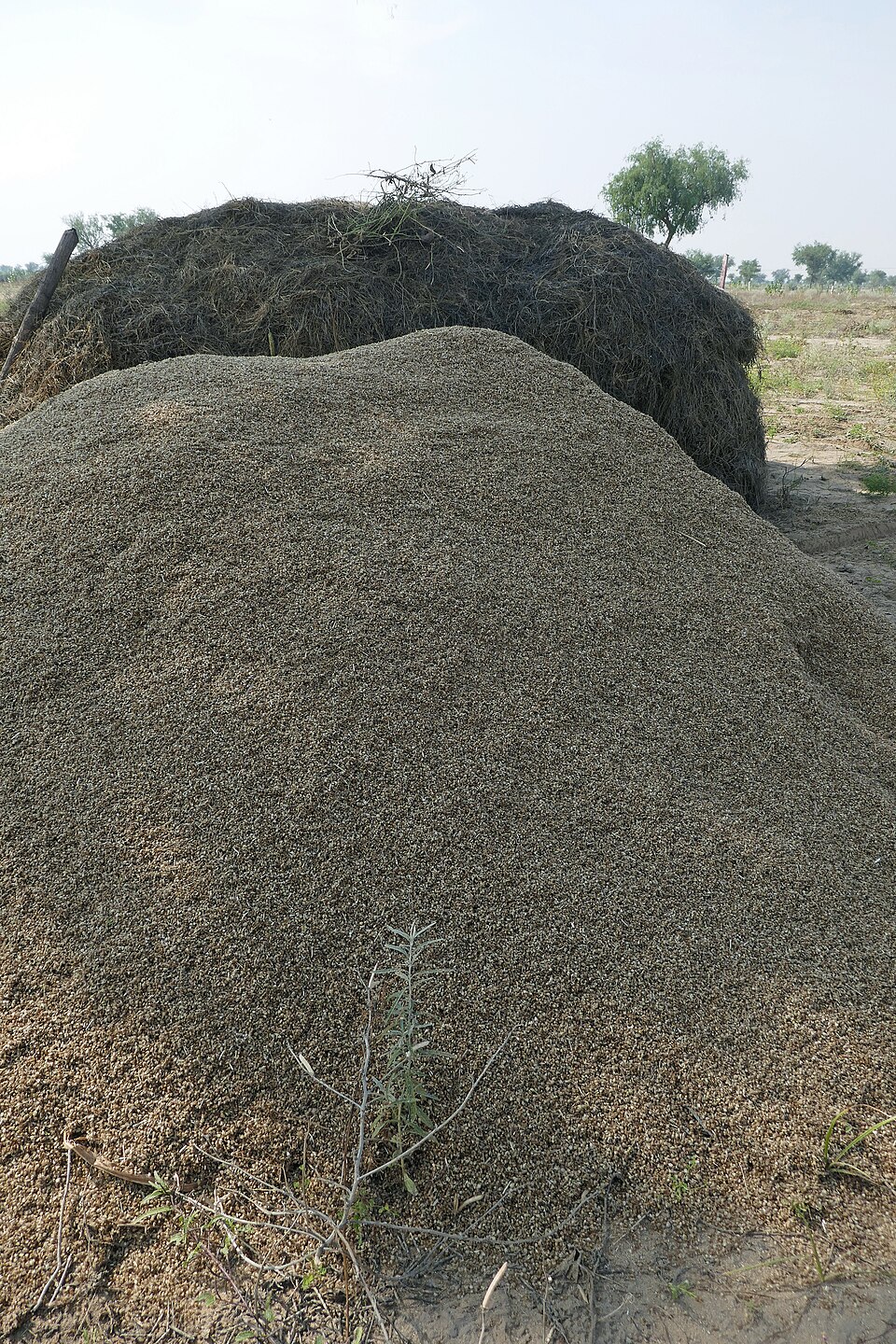 Pennisetum spicatum (African millet) — photo