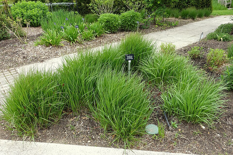 Pennisetum thunbergii