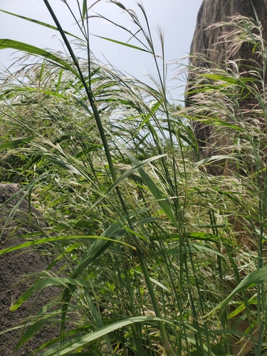 Pennisetum unisetum (Duncan grass) — photo
