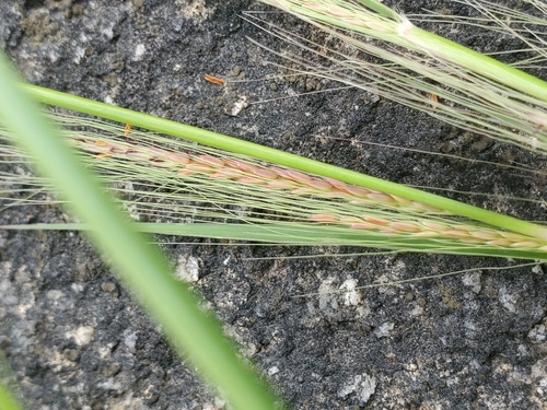 Pennisetum unisetum (Duncan grass) — photo