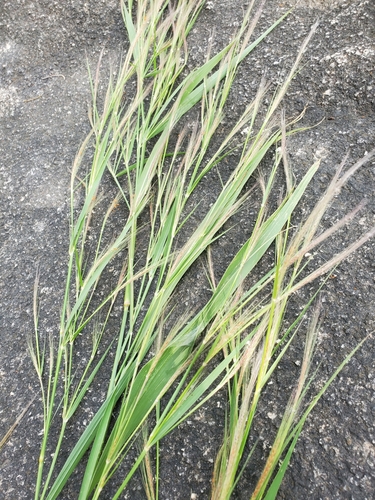 Pennisetum unisetum