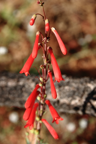 Penstemon centranthifolius (Scarlet bugler) — photo