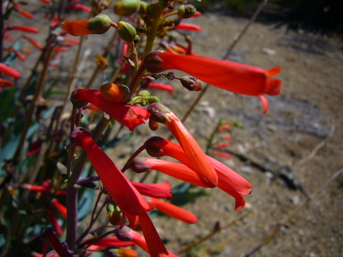 Penstemon centranthifolius (Scarlet bugler) — photo