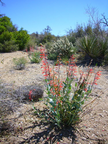 Penstemon centranthifolius