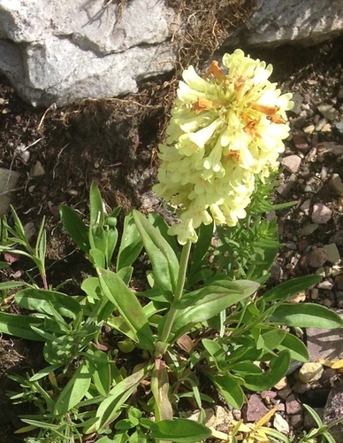 Penstemon confertus (Yellow beard tongue) — photo