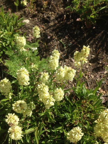 Penstemon confertus (Yellow beard tongue) — photo