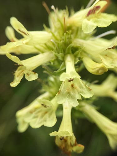 Penstemon confertus