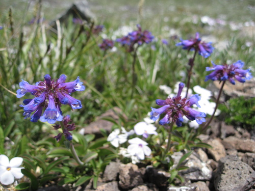 Penstemon procerus (Yellow penstemon) — photo