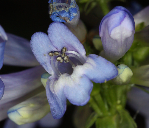 Penstemon procerus (Yellow penstemon) — photo