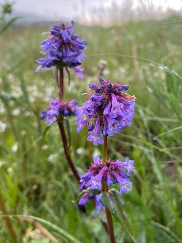 Penstemon procerus