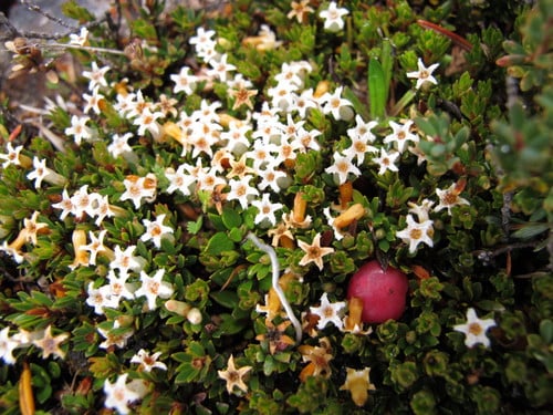 Pentachondra pumila