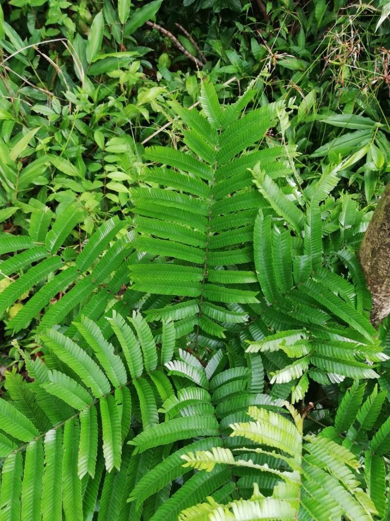 Pentaclethra eetveldeana